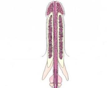 The increase of the penis with the help of the Maral Gel