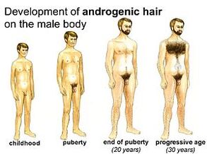 Male development periods