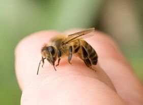 Bee sting for penis enlargement